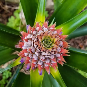 The Isle of Flowers - From the Guide to The Southernmost State
