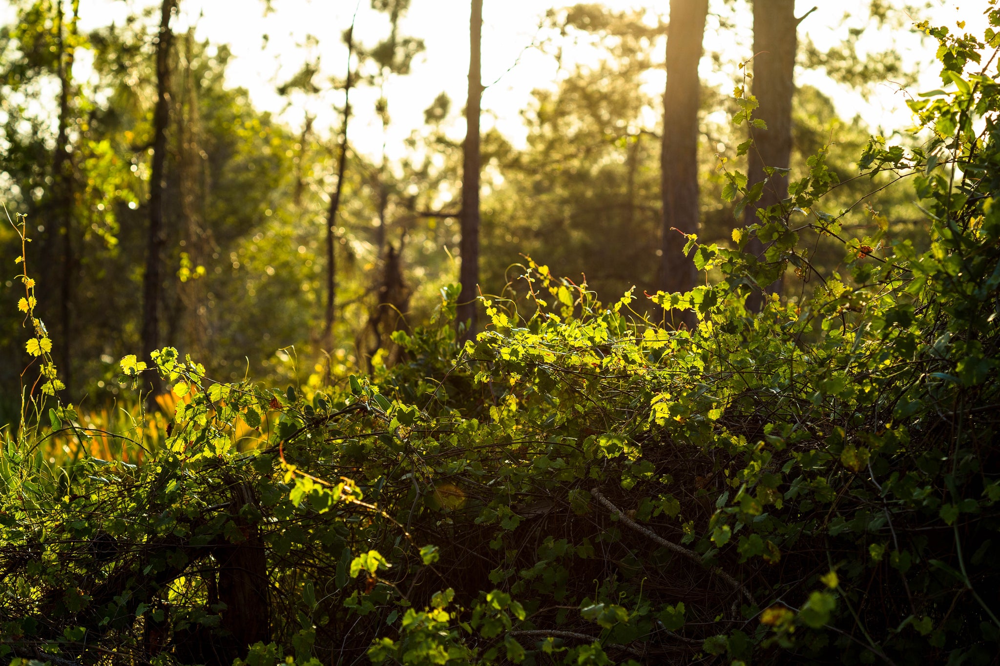 Tubing, Hiking, Camping and More in Columbia County, Florida !