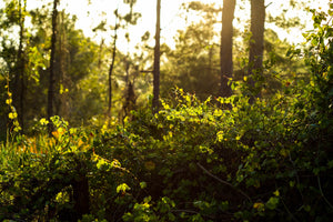 Tubing, Hiking, Camping and More in Columbia County, Florida !