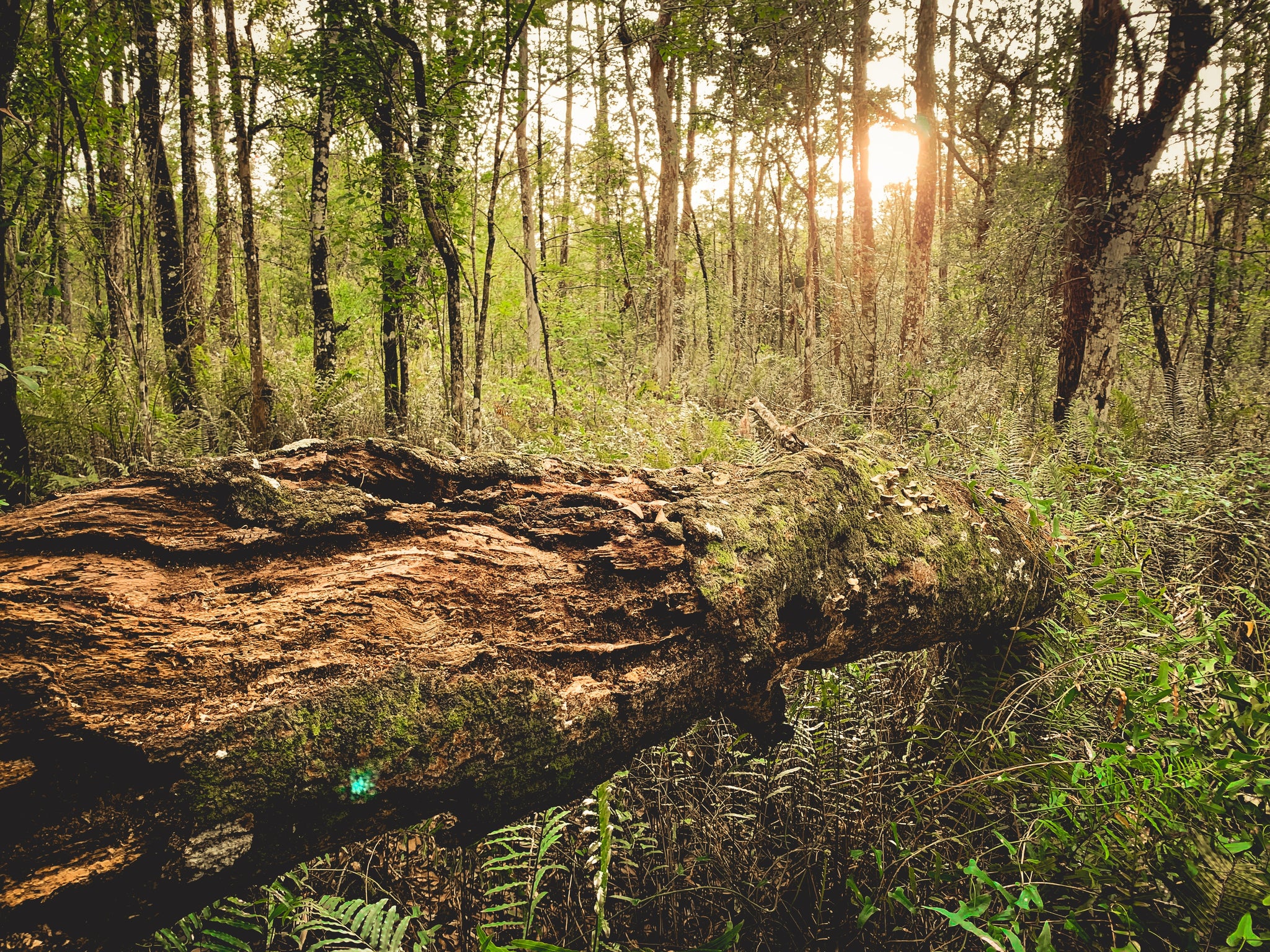 Visit the Crystal Clear Springs of Gilchrist County, Florida!