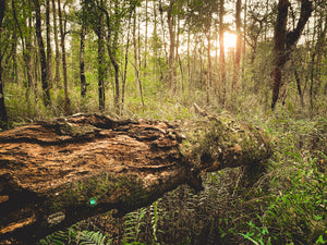 Visit the Crystal Clear Springs of Gilchrist County, Florida!