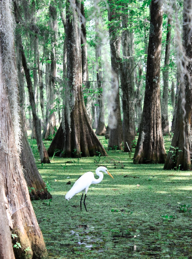 Unique Adventures in Homestead and The Everglades - The Aerojet Rocket Facility, The Anhinga Trail & More