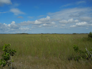 The Quiet Grandeur of the Florida Everglades