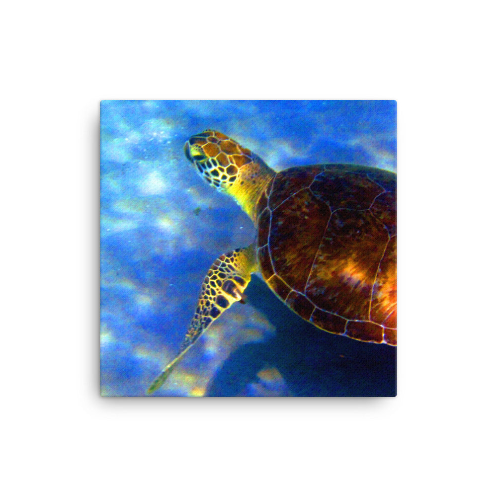 Turtle Tranquility Canvas Art: Dive into Florida's Serene Seas