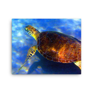 Turtle Tranquility Canvas Art: Dive into Florida's Serene Seas