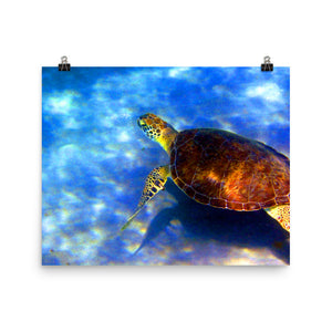 Turtle Trek Poster: Dive into Florida's Underwater Wonderland